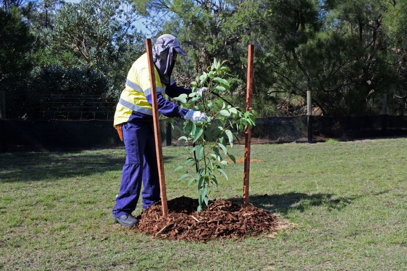 Apple Tree Planting