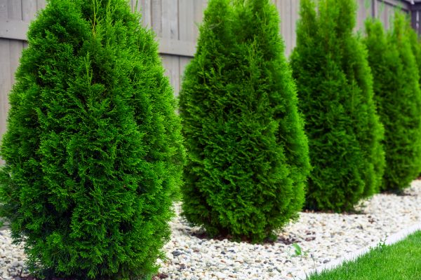 Arborvitae Planting in Clearwater