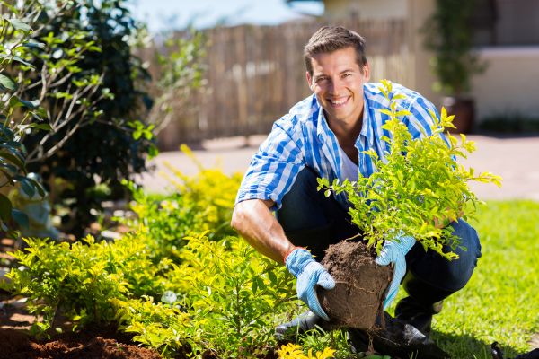 Bush Planting Service in Clearwater