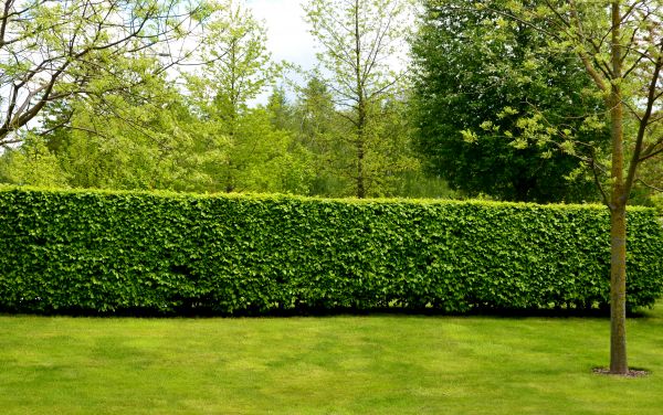 Hedge Planting in Clearwater
