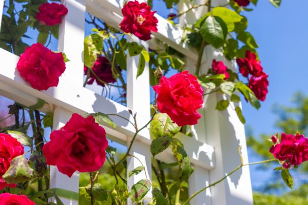 Home Gardening Service in Clearwater