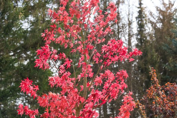 Japanese Maple Planting in Clearwater