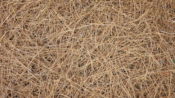 Pine Needles Delivery in Clearwater
