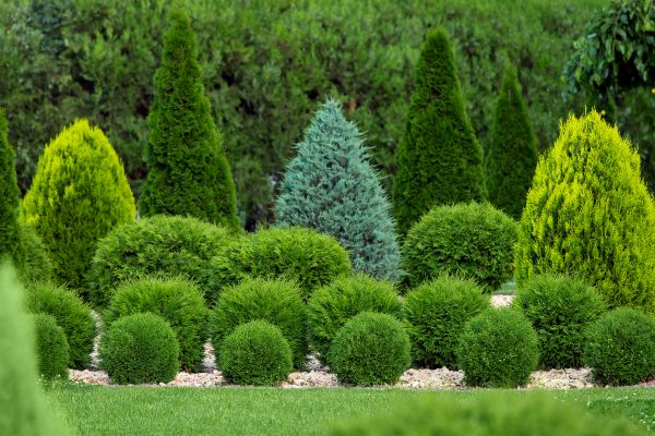 Shrub Installation in Clearwater