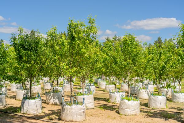 Tree Planting Service in Clearwater