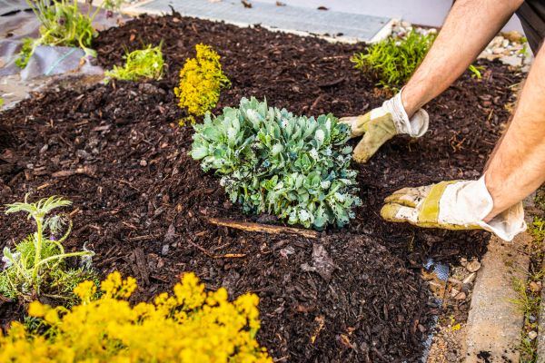 Weeding And Mulching in Clearwater