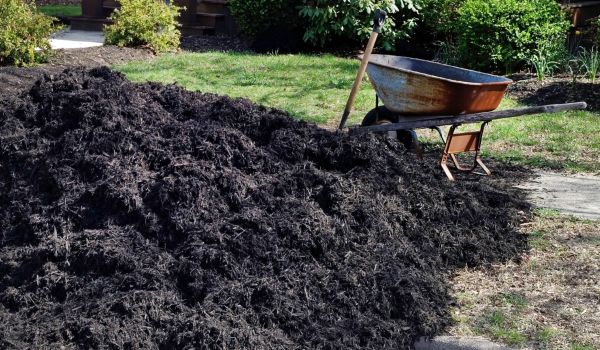 Black Mulch Delivery in Clearwater