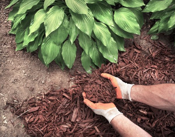 Shredded Mulch Service in Clearwater