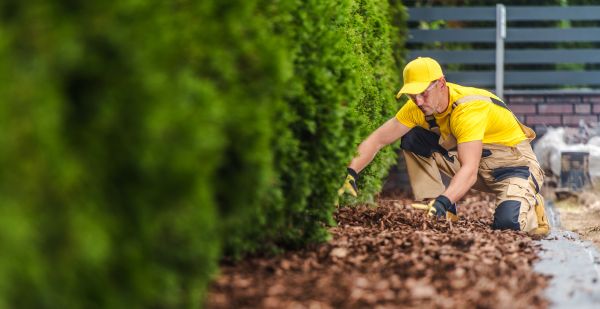 Cypress Mulch Installation in Clearwater