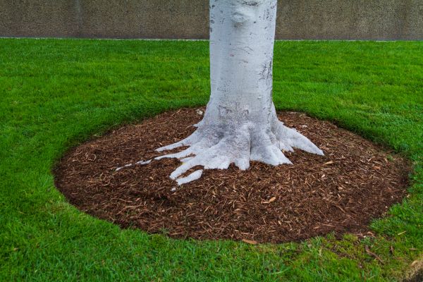 Brown Mulch Installation in Clearwater