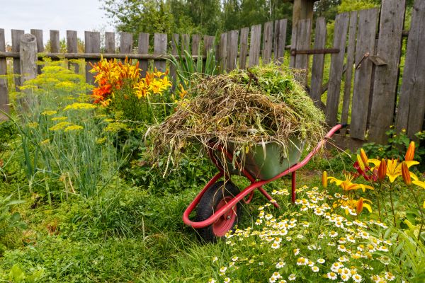Garden Cleanup Service in Clearwater