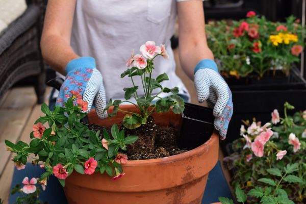 Plant Care Service in Clearwater
