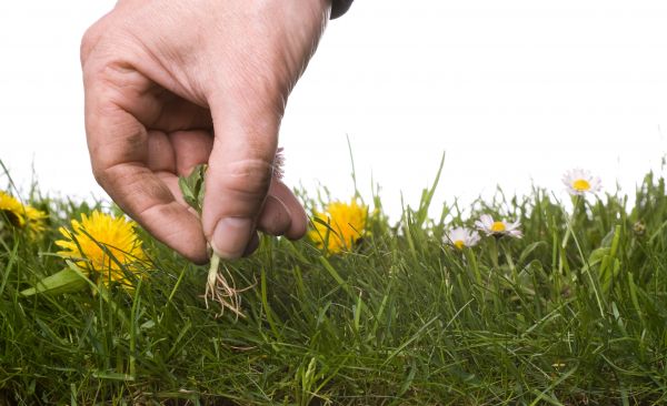 Lawn Weeding in Clearwater