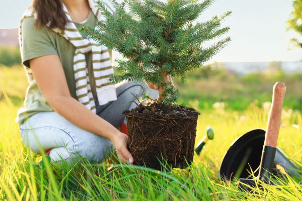 Spruce Tree Planting in Clearwater