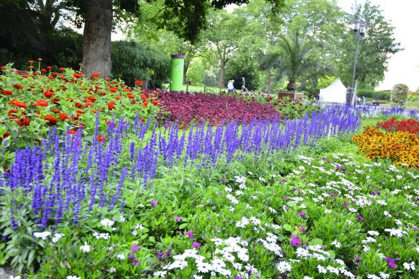 Perennials Planting in Clearwater