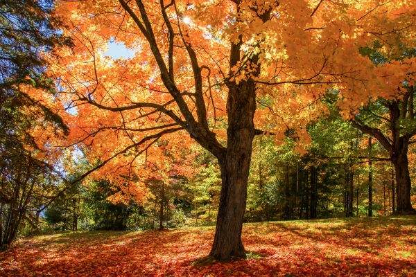 Maple Tree Planting in Clearwater