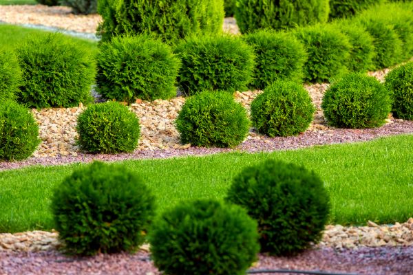 Bush Installation in Clearwater