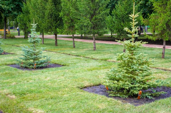 Privacy Trees Planting in Clearwater
