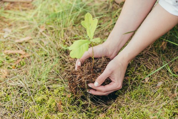 Oak Tree Planting in Clearwater