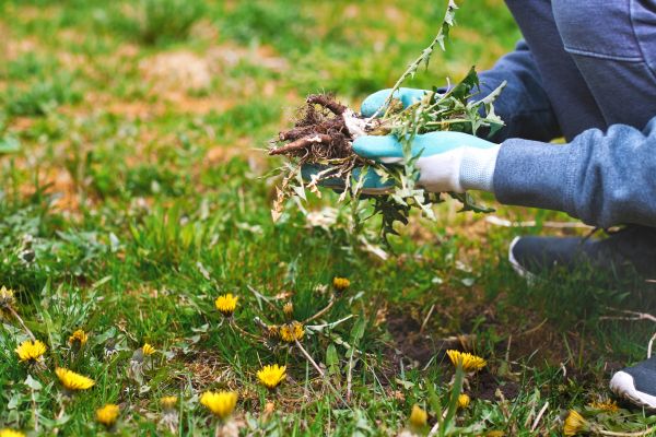 Flower Bed Clearing in Clearwater