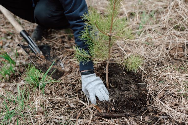 Pine Tree Planting in Clearwater
