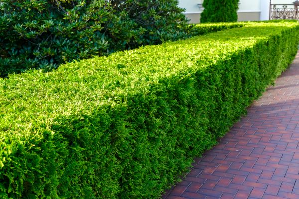 Hedge Installation in Clearwater