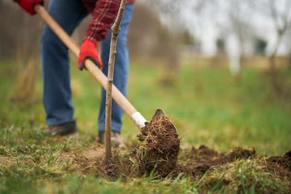 Trees Planting in Clearwater