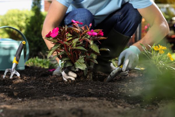 Plant Replacement in Clearwater