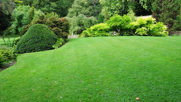Commercial Landscape Design in Clearwater