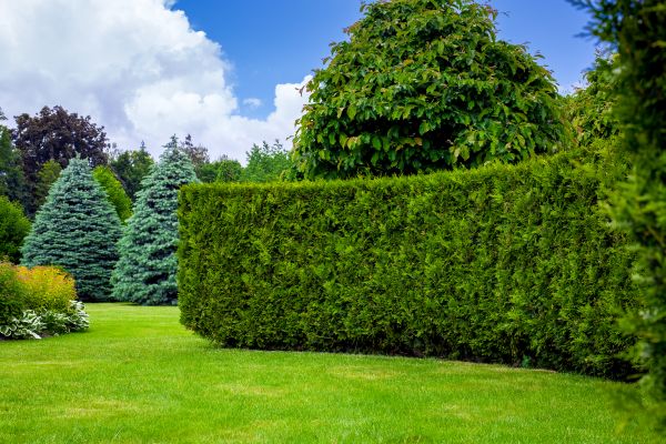 Hedge Landscaping in Clearwater