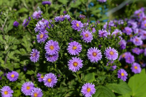 Perennial Flower Planting in Clearwater