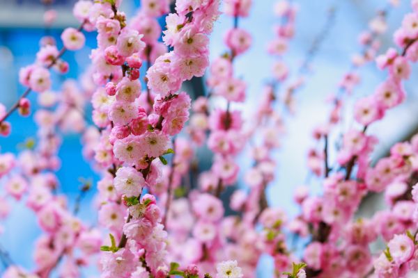 Japanese Cherry Tree Planting in Clearwater