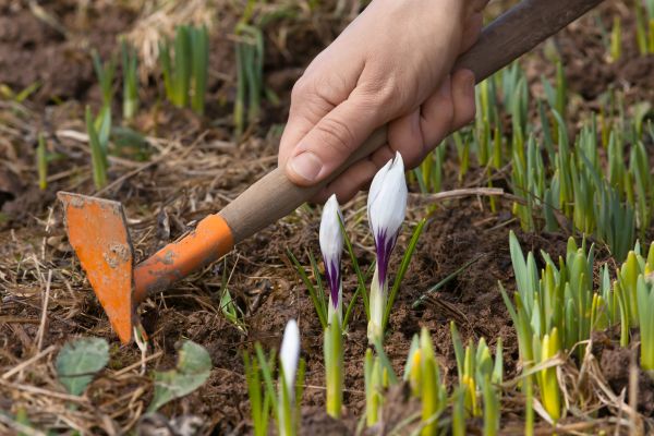 Flower Garden Weeding in Clearwater