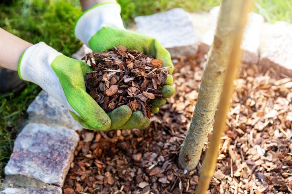 Tree Bark Delivery in Clearwater