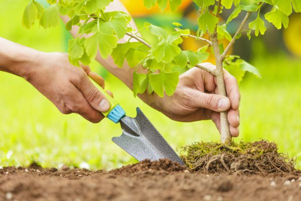 Fruit Tree Planting in Clearwater