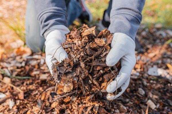 Shredded Mulch Installation in Clearwater