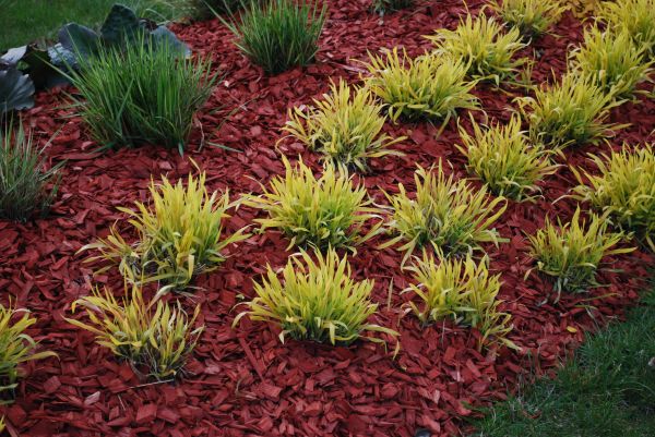 Red Mulch Installation in Clearwater