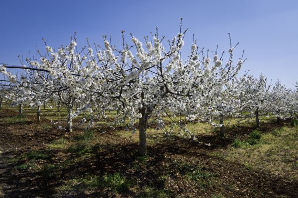 Orchard Planting in Clearwater