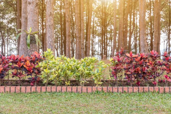Small Garden Landscaping in Clearwater