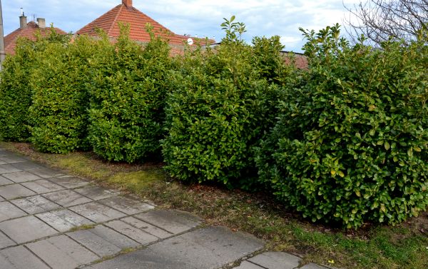 Privacy Shrub Installation in Clearwater