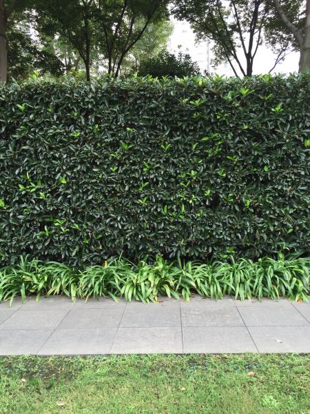 Privacy Shrub Planting in Clearwater