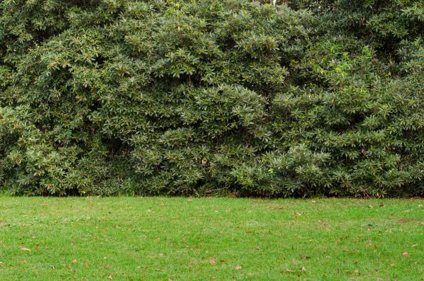 Privacy Hedge Planting in Clearwater