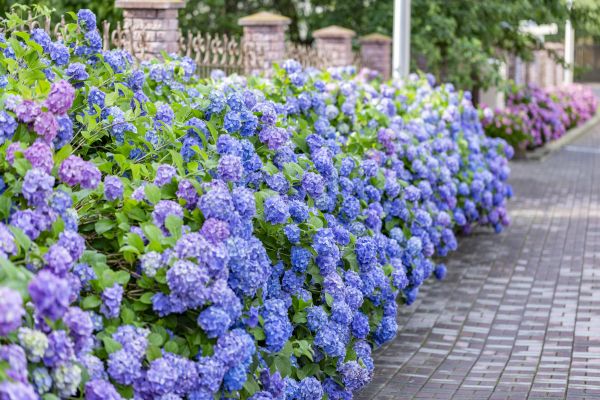 Hydrangea Landscaping in Clearwater