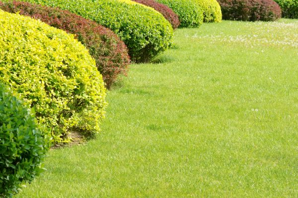 Shrubbery Planting in Clearwater