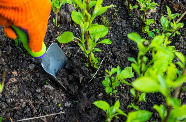 Hydrangea Planting in Clearwater