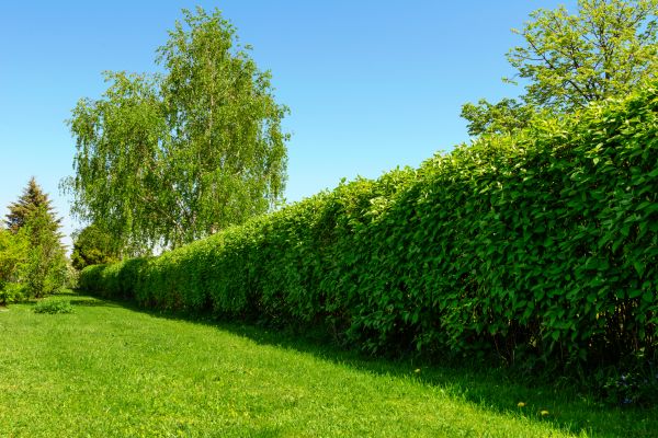 Hedge Replacement in Clearwater