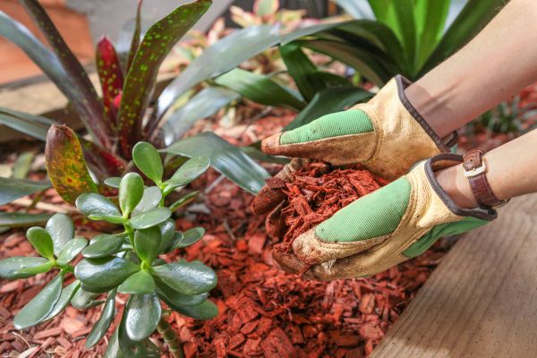 Cedar Mulch Installation in Clearwater