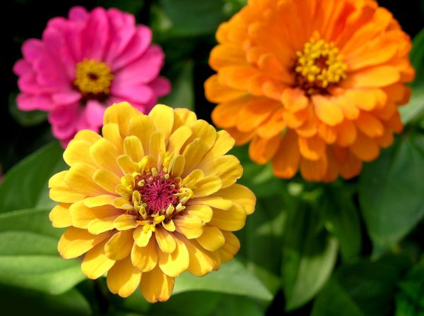 Zinnia Planting in Clearwater