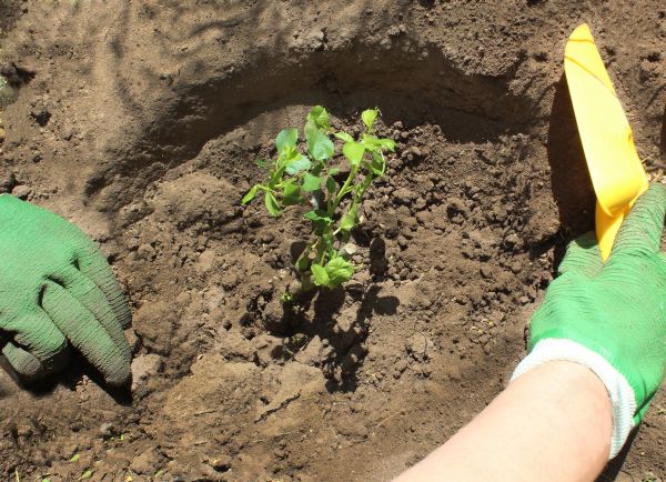 Rose Bush Planting in Clearwater