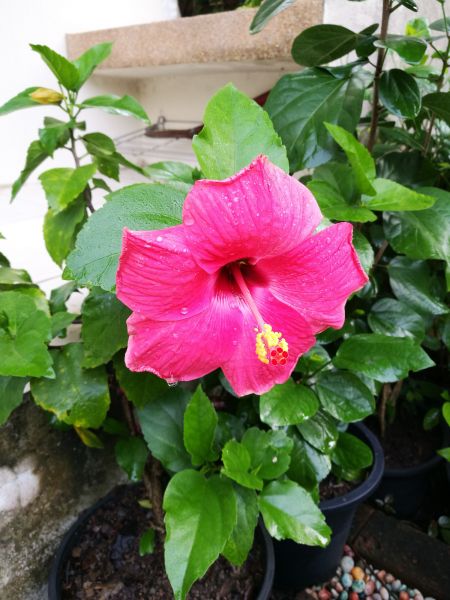 Hibiscus Planting in Clearwater